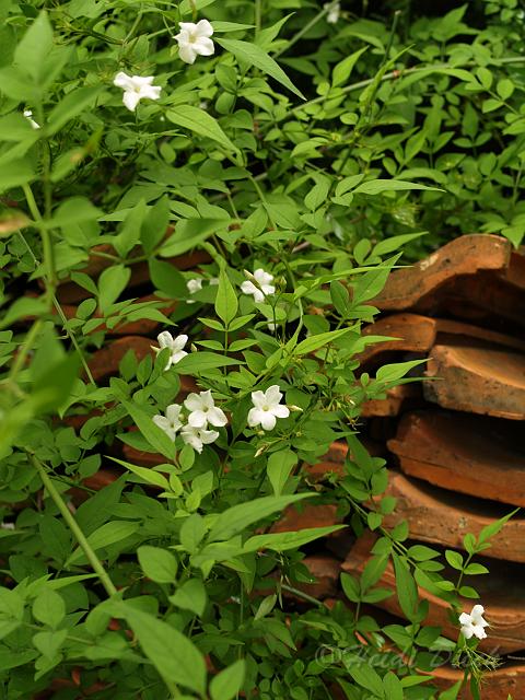 Jasminum officinale.jpg